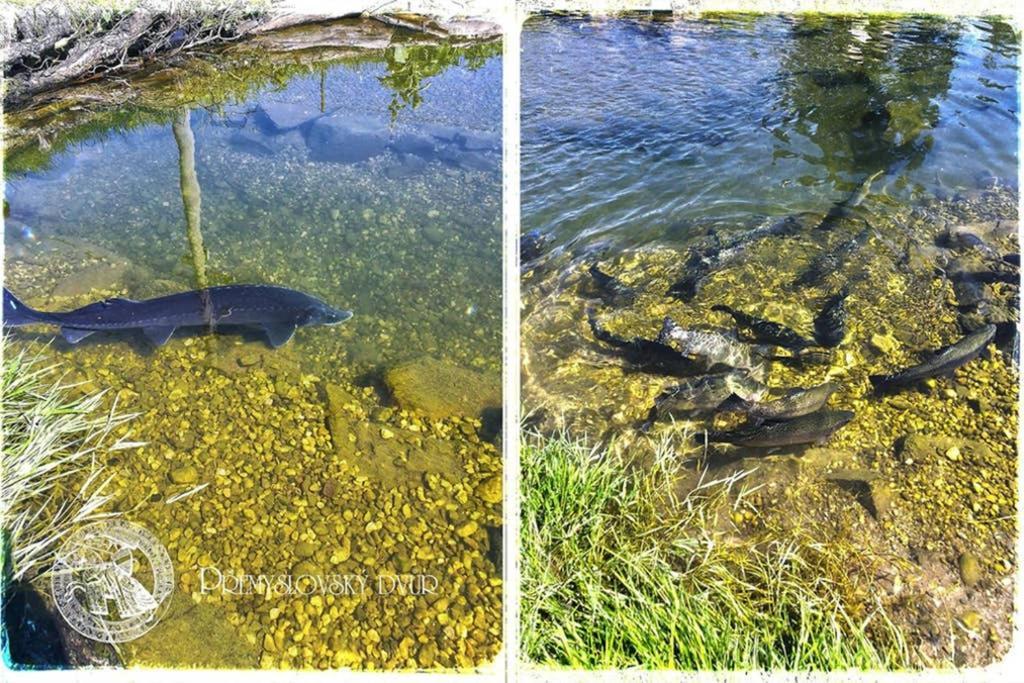 Premyslovsky Dvur Daire Slezske Pavlovice Dış mekan fotoğraf